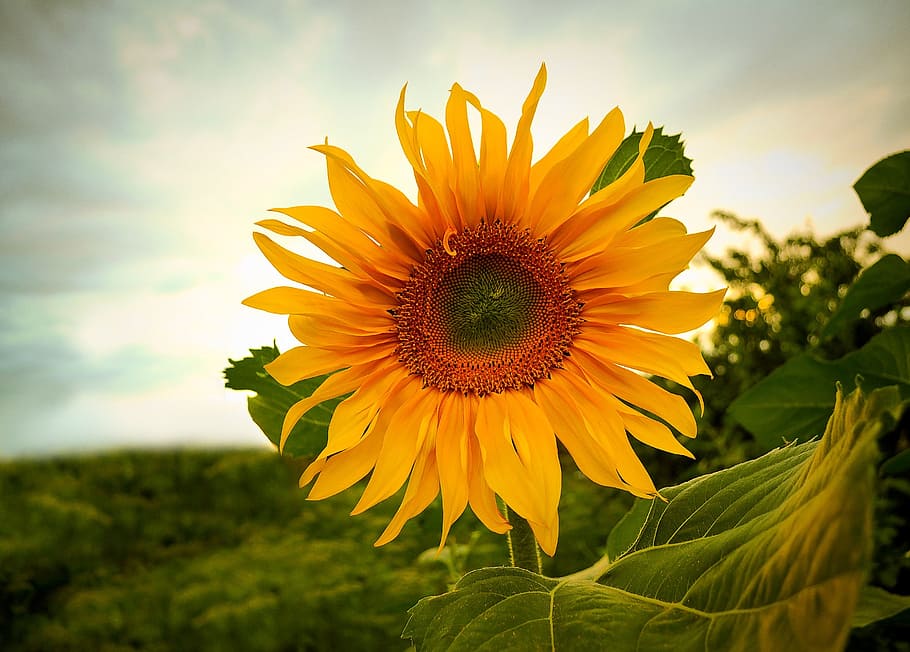 closeup photography of Blackeyed Susan flower, sunflowers, summer, HD wallpaper