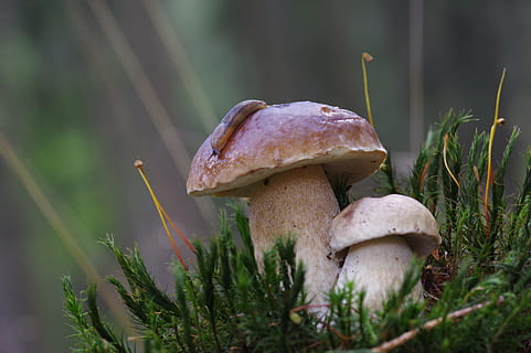 brown mushrooms, Cep, Snail, Forest, Light, Moss, Summer, mushroom search HD wallpaper