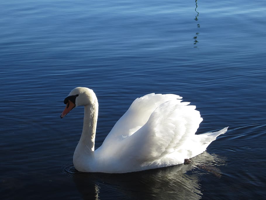 swan, rest, beauty, water, animals in the wild, bird, animal themes HD wallpaper