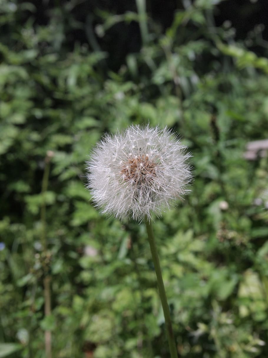 dandelion, plant, wadding, natural, grass, flower, fragility HD wallpaper