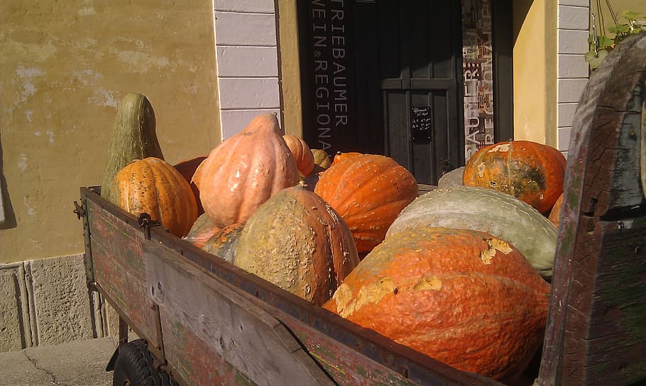 pumpkin, dare, autumn, food, food and drink, healthy eating HD wallpaper