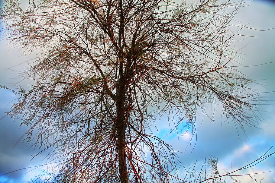 sky, blue, branches, colors, leafless, tree, plant, bare tree HD wallpaper