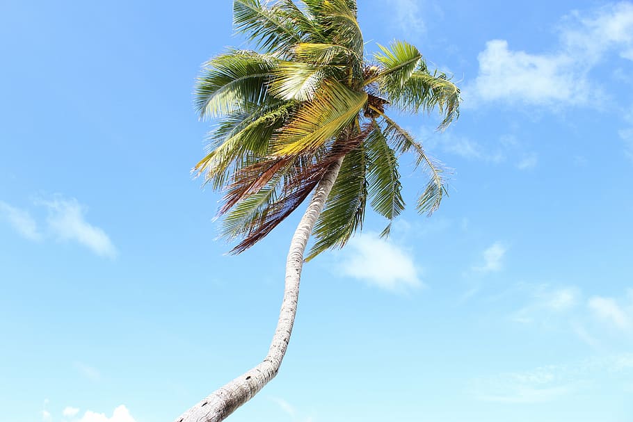 maldives, palm, sky, clouds, palm leaves, summer, holiday, nature HD wallpaper