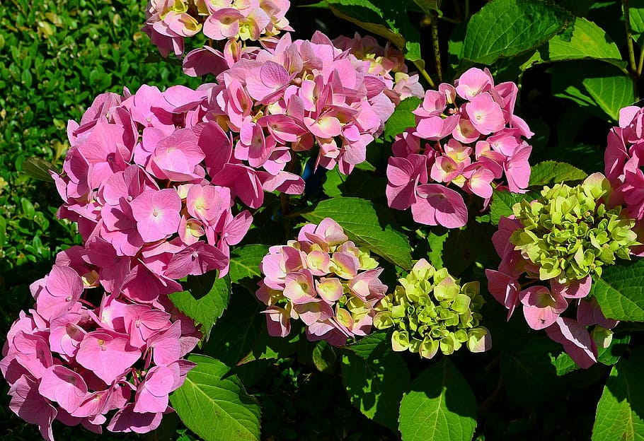 Hydrangea garden 1080P, 2K, 4K, 5K HD wallpapers free download ...