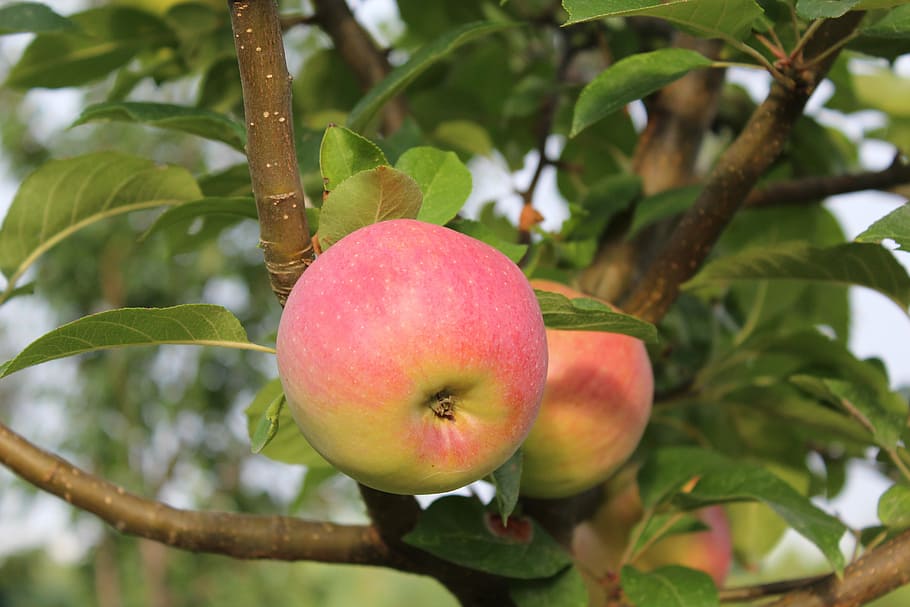 apple, fruit, apple - Fruit, nature, food, tree, leaf, orchard HD wallpaper