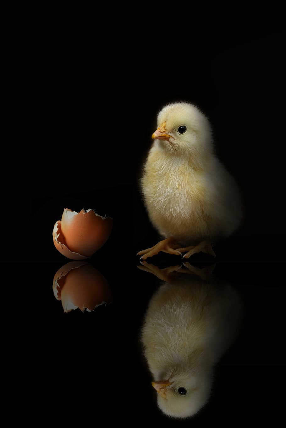 yellow chick besides brown egg shell, animal, chicken, poultry