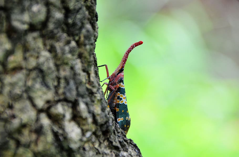 insect, weevil, the tree on the bugs, animal themes, one animal HD wallpaper
