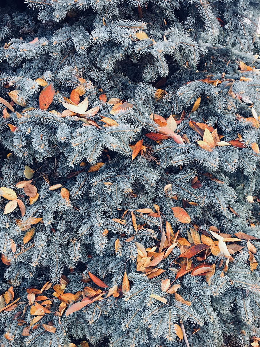 green pine tree with orange leaves at daytime, closeup photography of green leaf tree HD wallpaper