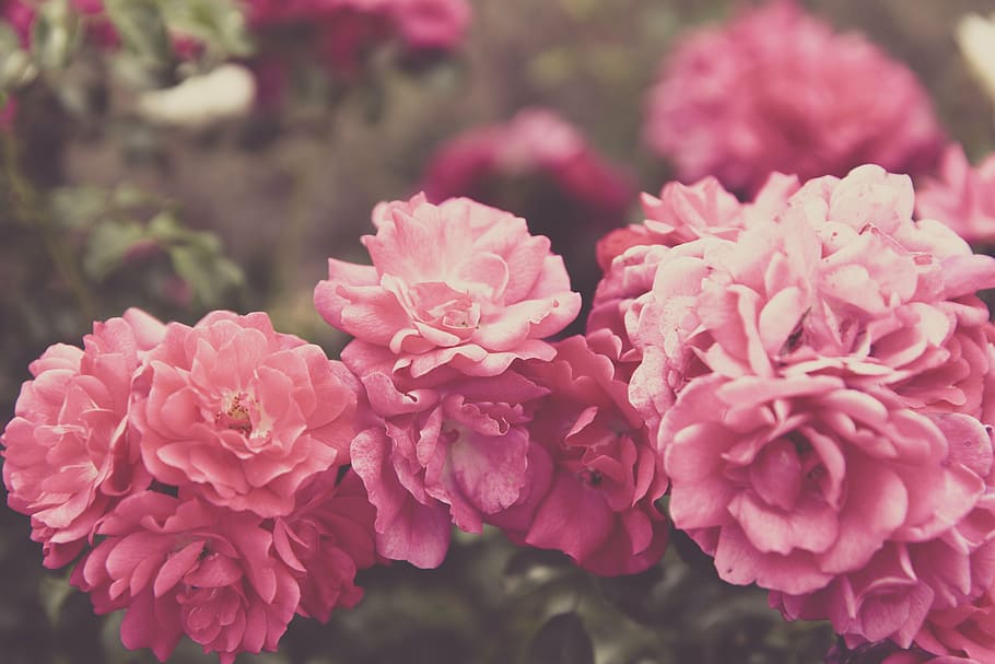 shallow focus photography of pink carnation flowers, blossom HD wallpaper