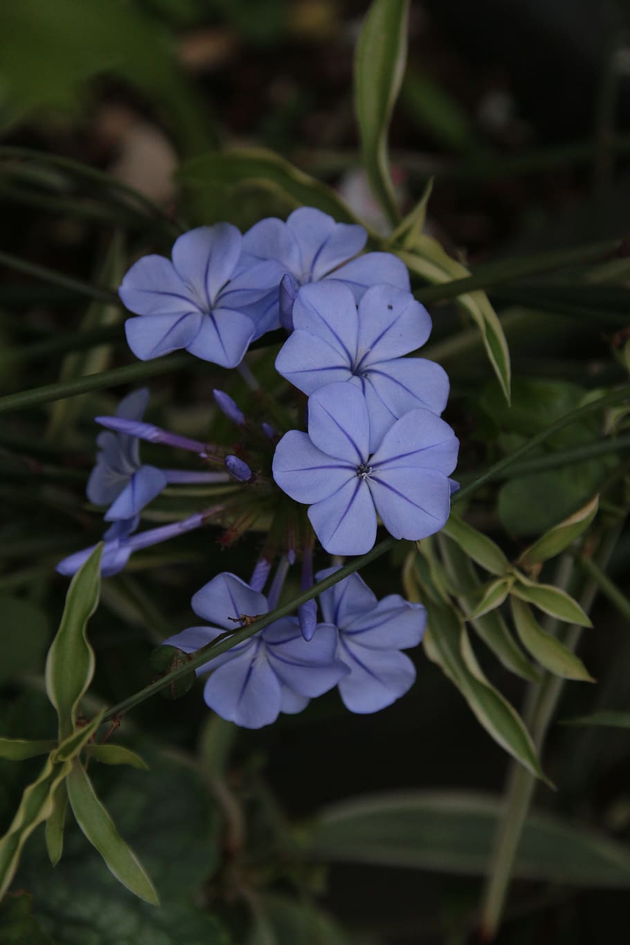 plumbago, flower, blue flower, climbing, plumbago auriculata, HD wallpaper