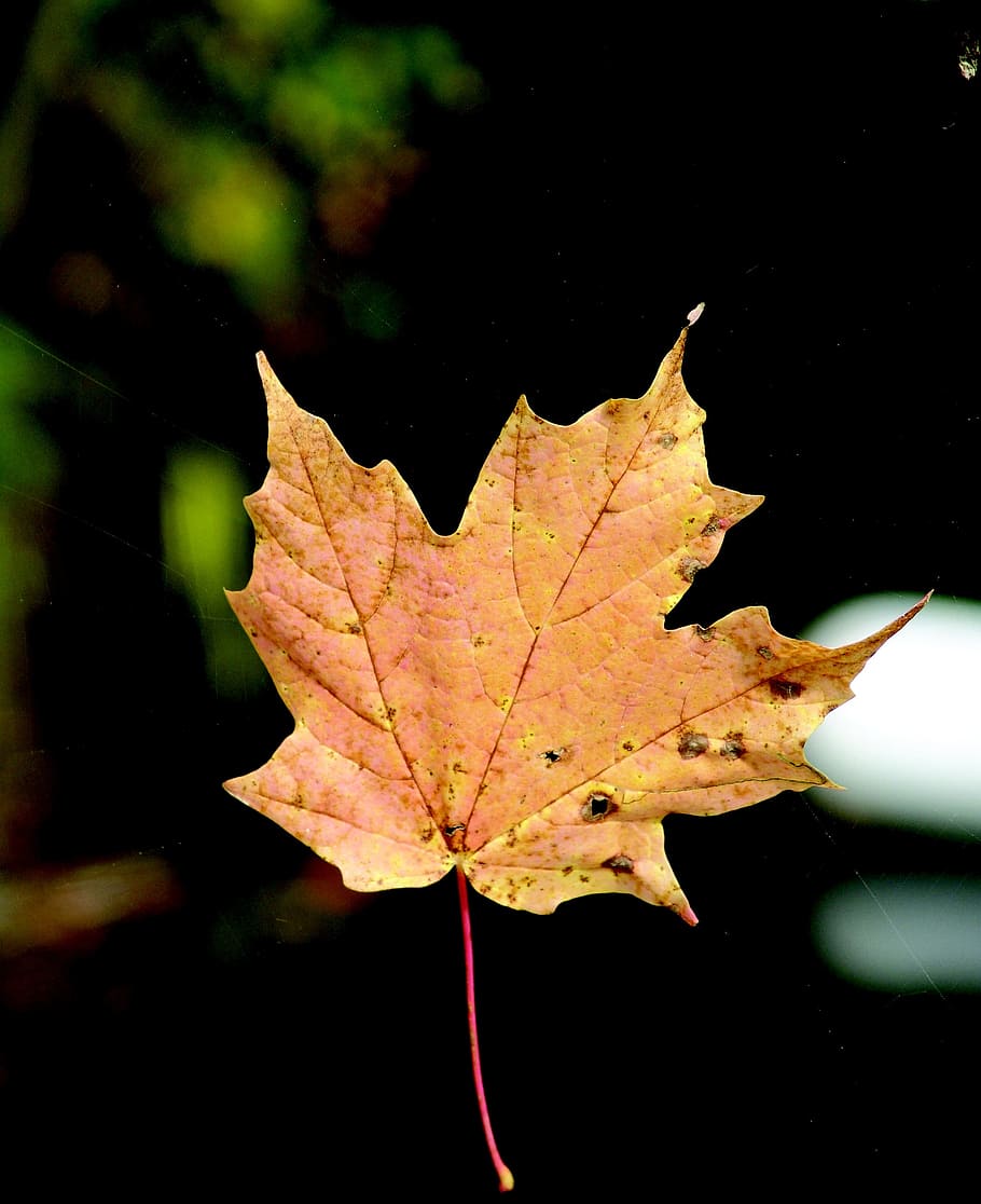 Leaf, Spider Web, Outdoor, autumn, natural, fall, wild, season HD wallpaper
