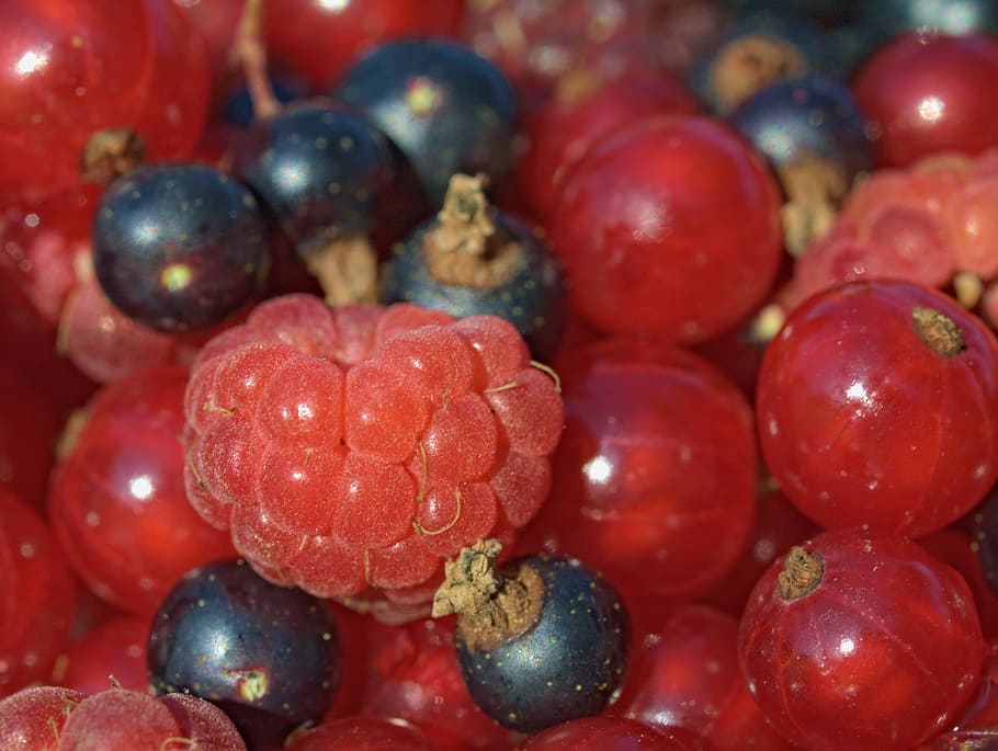 Malina, Currant, Fruit, Garden, raspberries, plant, red, no people HD wallpaper