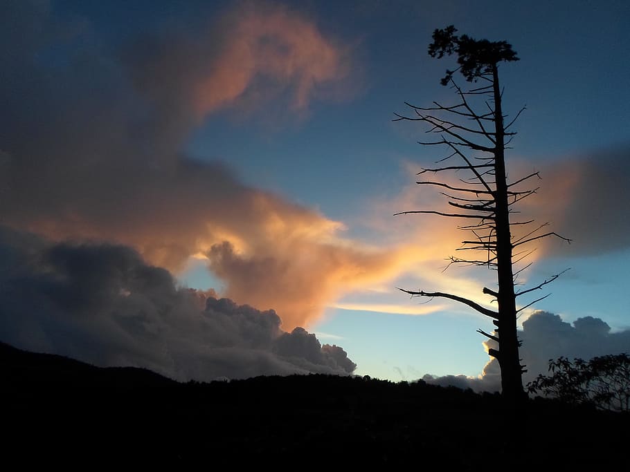 sunset, tree, organic, agriculture, trunk, branches, sky, clouds HD wallpaper