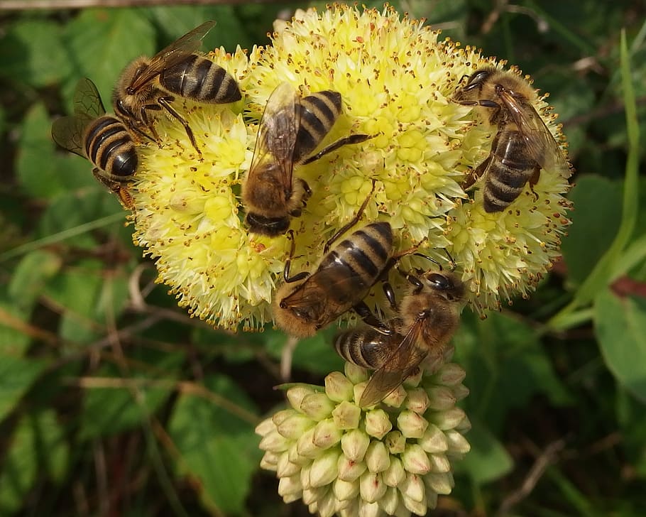 the bees, feast, logs, ectar, insect, flower, spring, animals in the wild HD wallpaper