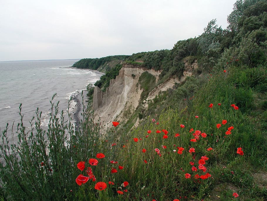 rügen, coast, white cliffs, beach, bank, nature, flower, plant HD wallpaper