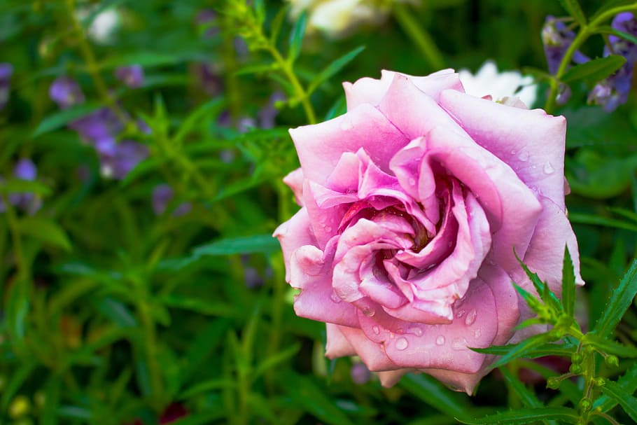 rose, flowers, pink, plant, beauty in nature, vulnerability HD wallpaper