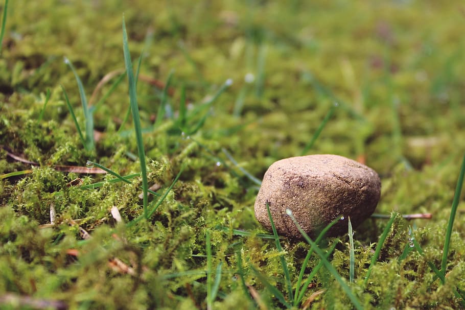stone, ground, mossy, meadow, nature, background, deco, decoration HD wallpaper