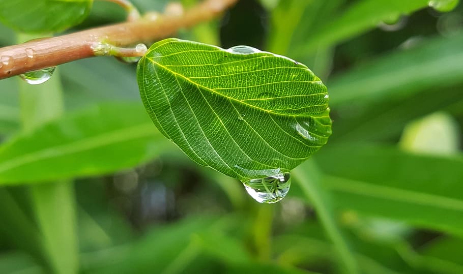 Leaf, Leaves, Wet, Water, Droplet, Beads, tears, cry, beading HD wallpaper