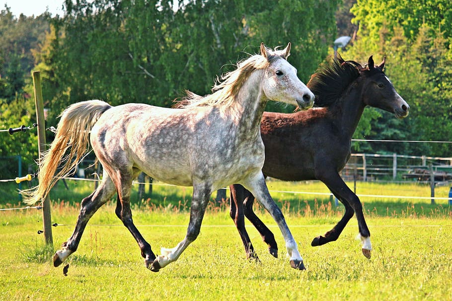 white and brown horses running together, mold, trot, flock, thoroughbred arabian, HD wallpaper