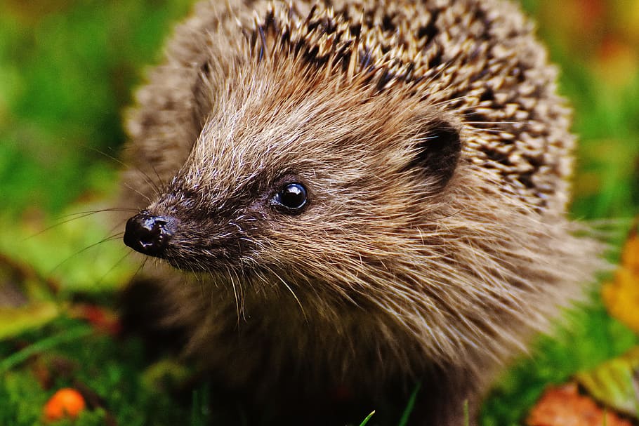 close-up photography of brown hedgehog, hedgehog child, young hedgehog, HD wallpaper