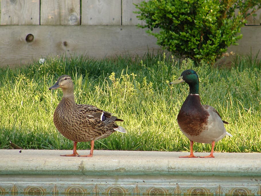 ducks, cute, bird, fly, wings, feather, wildlife, beak, dom HD wallpaper
