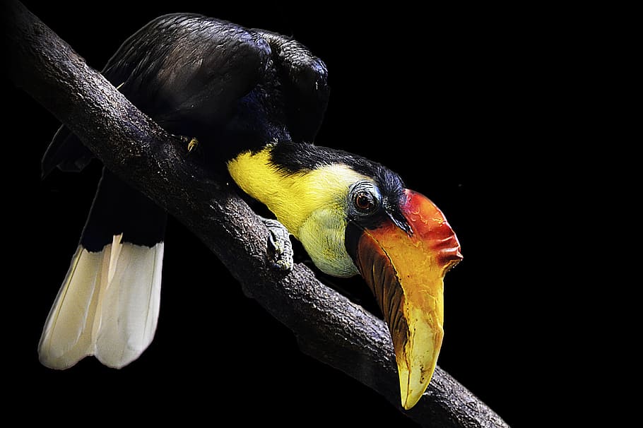 selective focus of toucan bird on tree branch, wrinkled hornbill, HD wallpaper