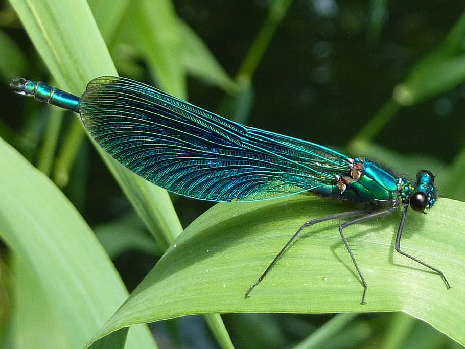 green dragonfly on grass leaf during daytime, arthropod, insect HD wallpaper