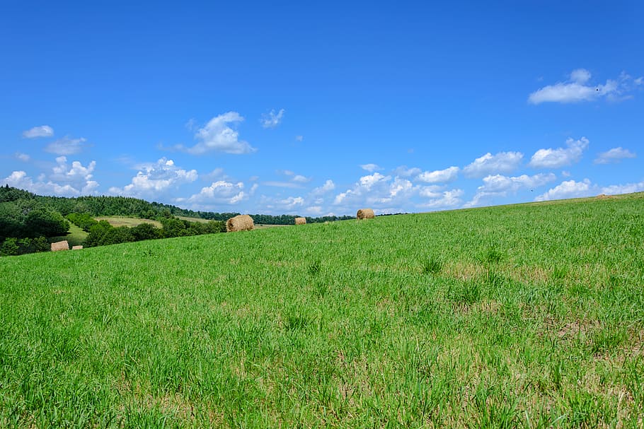 nature, sky, clouds, forest, agriculture, animals, environment HD wallpaper