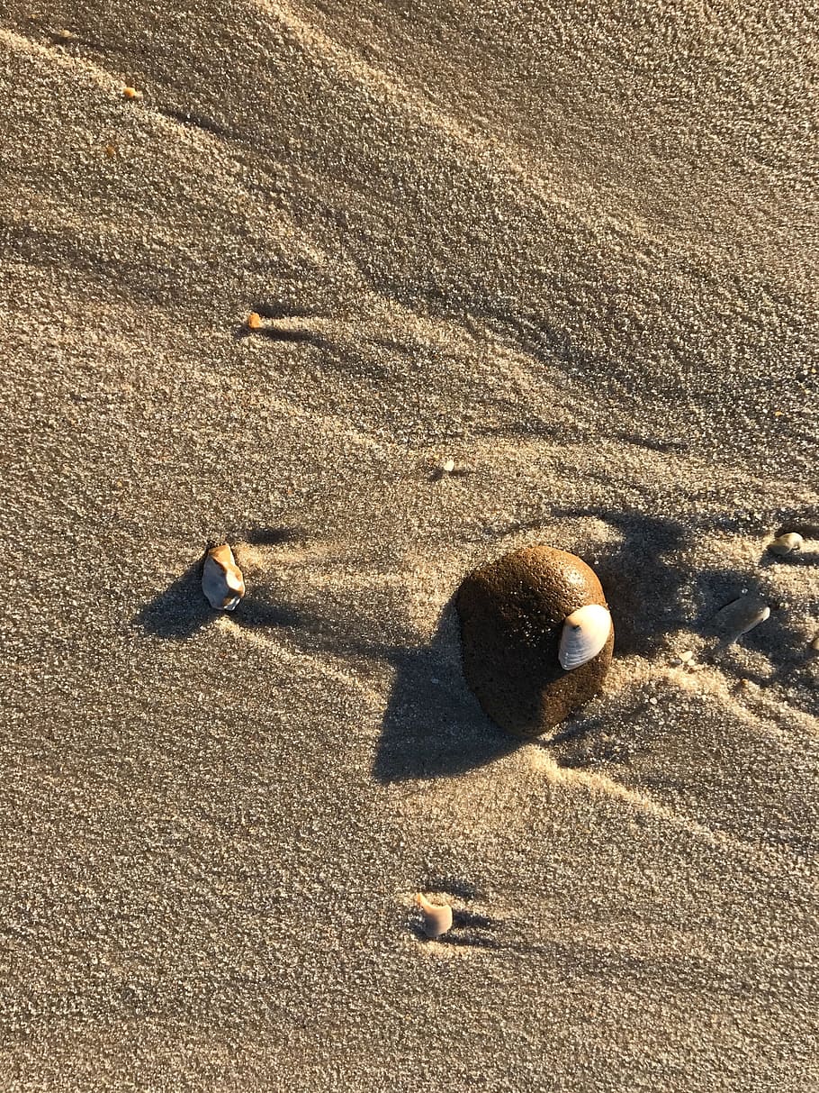 beach, shell, pebble, sand, sea, summer, deco, holiday, nature HD wallpaper