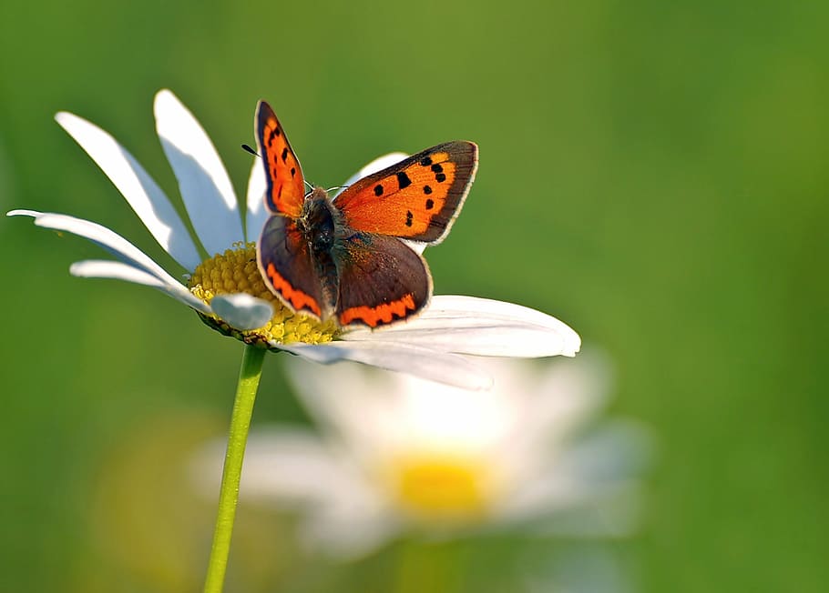 selective focus photo of orange moth, insect, nature, live HD wallpaper