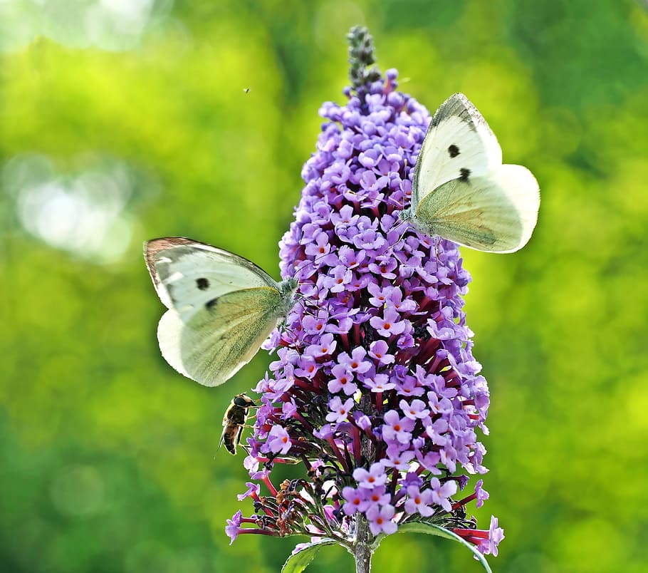 plant, nature, live, flower, flowering plant, animal themes HD wallpaper