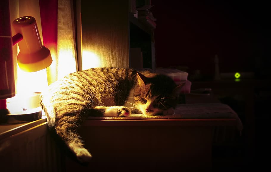 cat, night, sleeping, lamp, domestic Cat, pets, animal, cute HD wallpaper