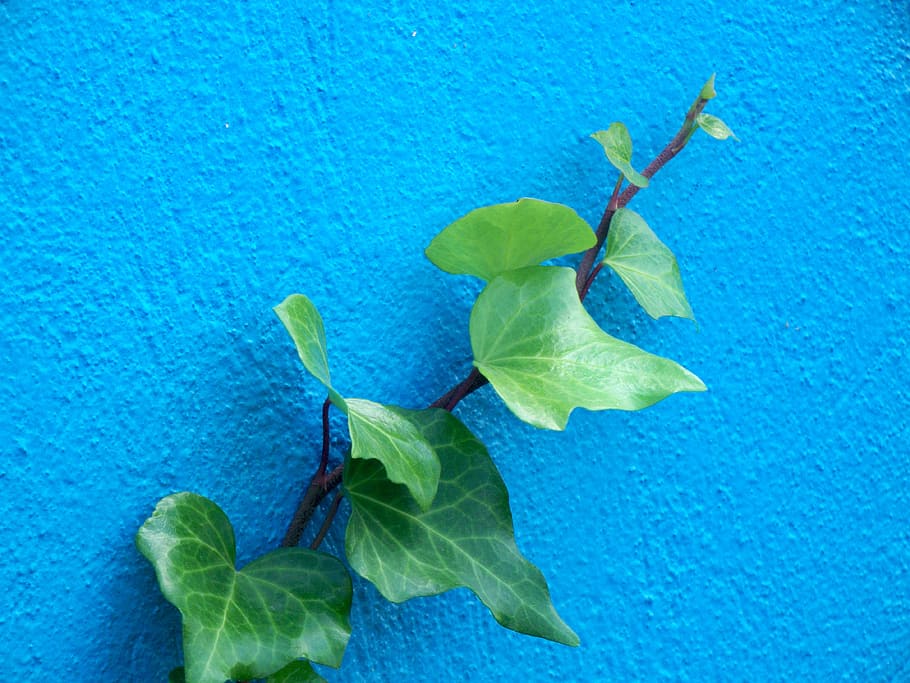 ivy, wall, climber, plant part, leaf, blue, nature, beauty in nature HD wallpaper