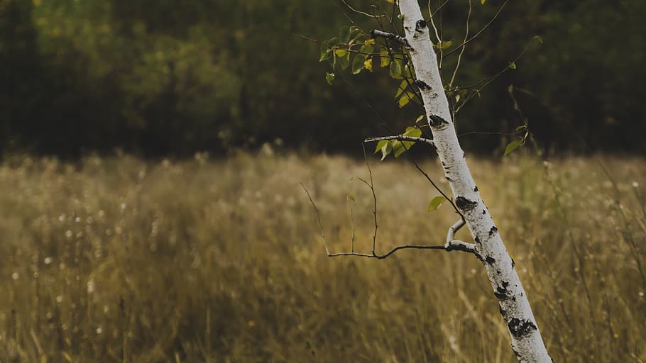 birch, tree, nature, trunk, trees, tree trunks, loneliness HD wallpaper