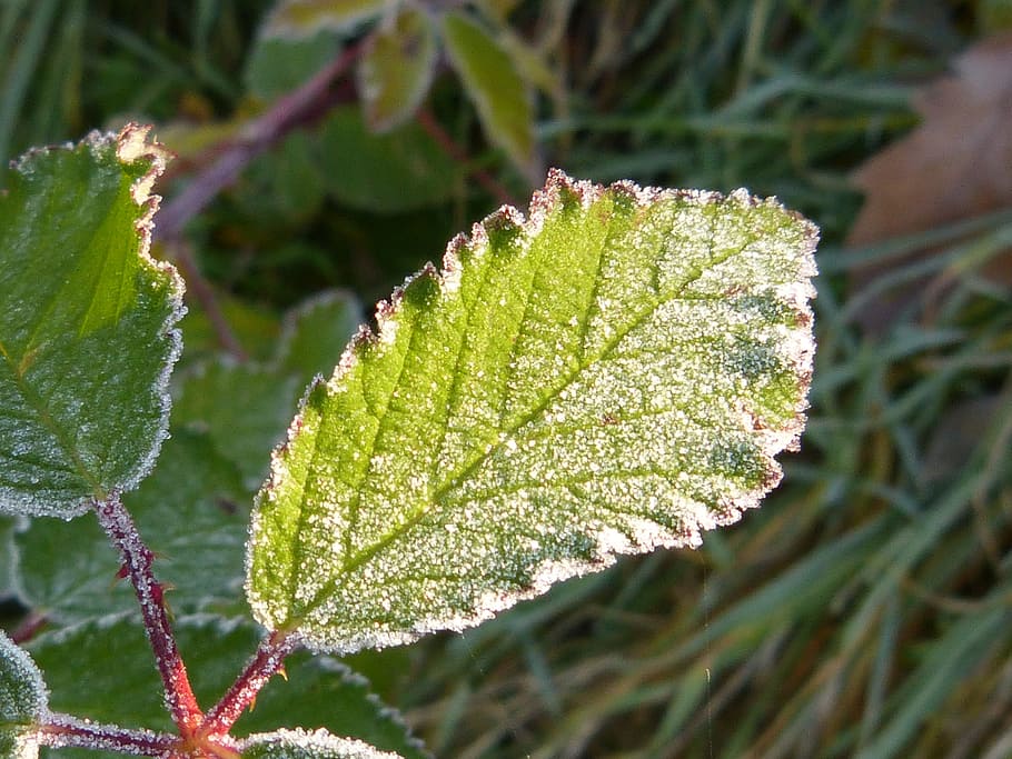 leaf, branch, tree, frost, hoarfrost, cold, winter, frozen HD wallpaper
