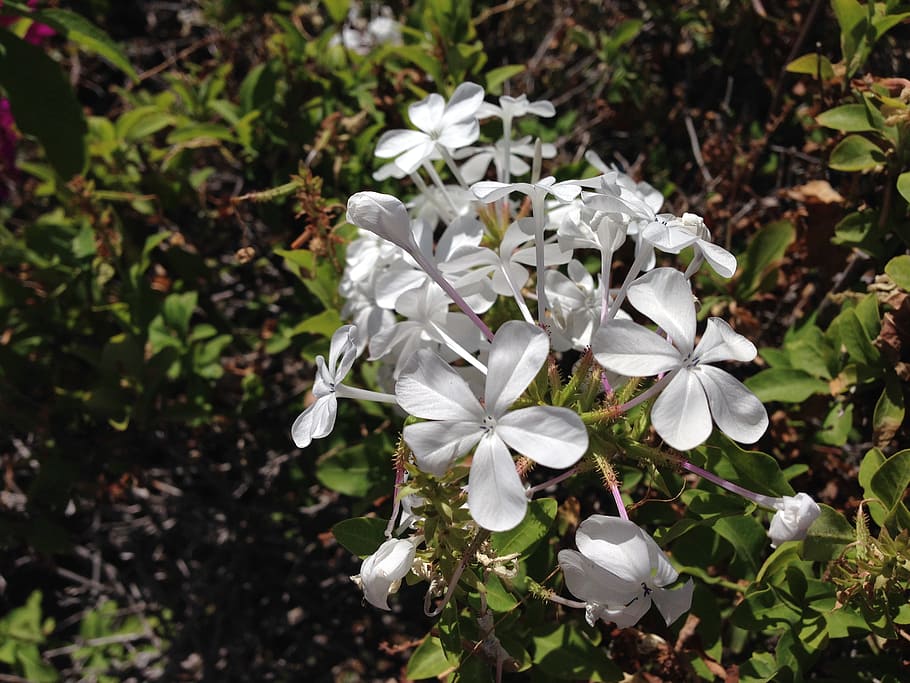 nature, spring, white flowers, leaf, petal, plant, flowering plant HD wallpaper