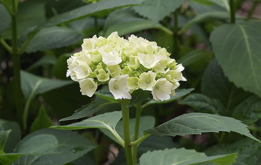 Hydrangea, Flower, Garden, Green, Plant, blooming, leaf, focus on foreground HD wallpaper