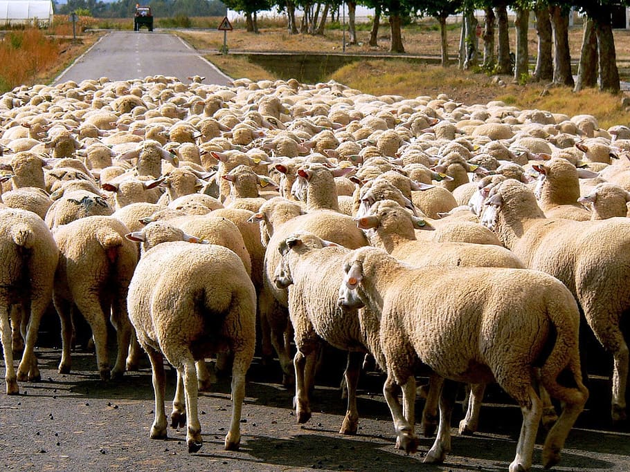 sheep, livestock, flock, wool, herding, animal, domestic animals HD wallpaper