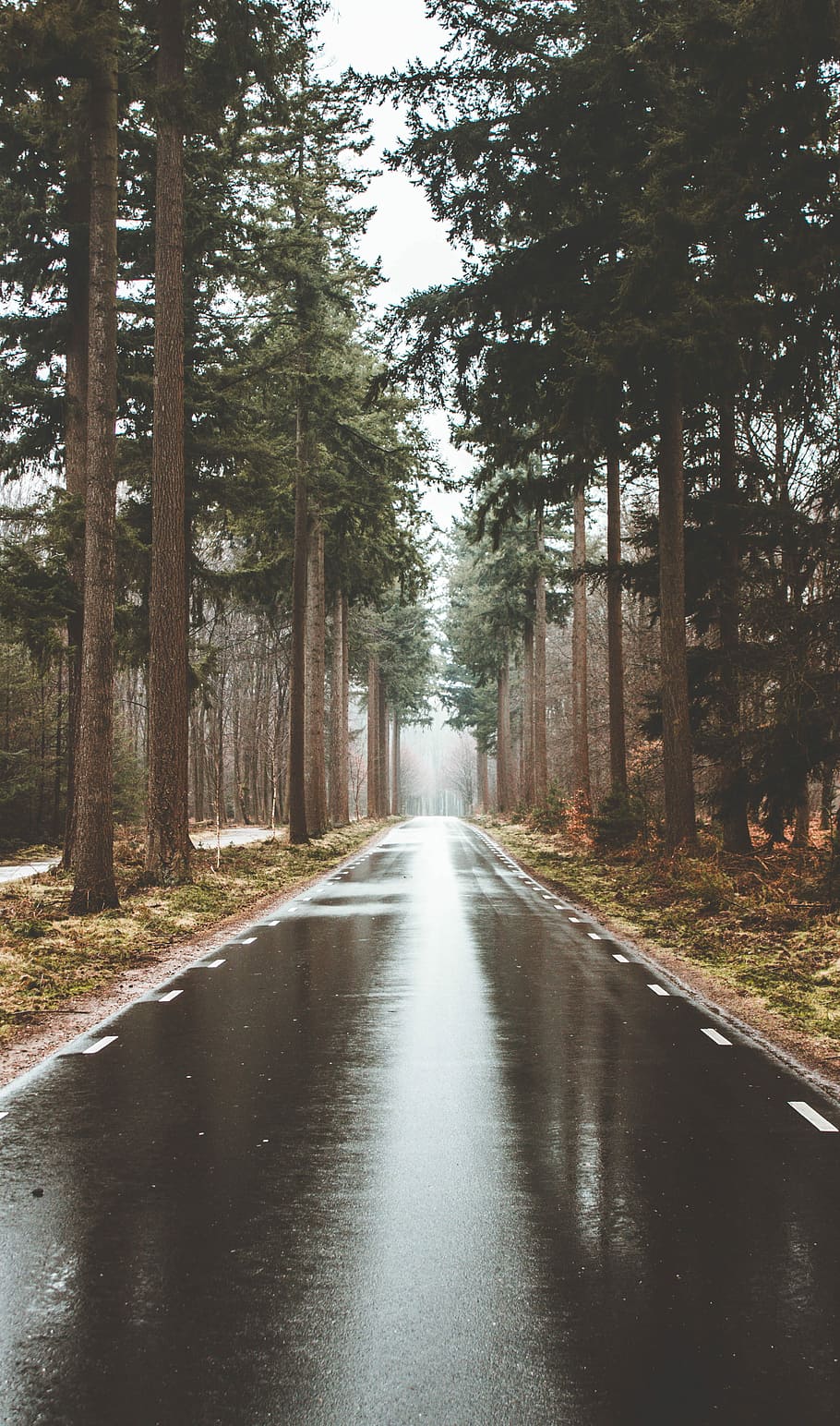trees between road, black road near trees, forest, wood, nature HD wallpaper