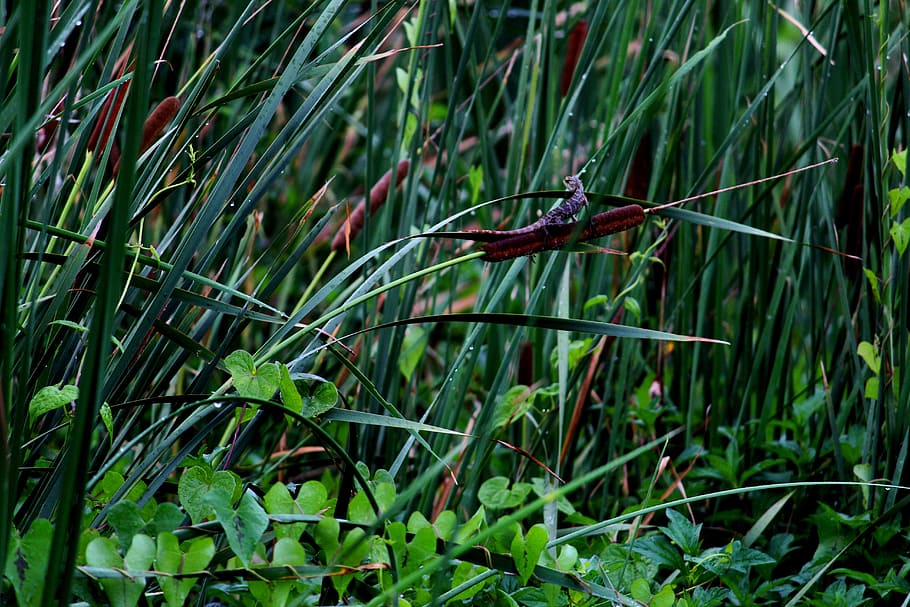 lizard, jungle, park, leaves, greenery, moist, rainy, plant HD wallpaper