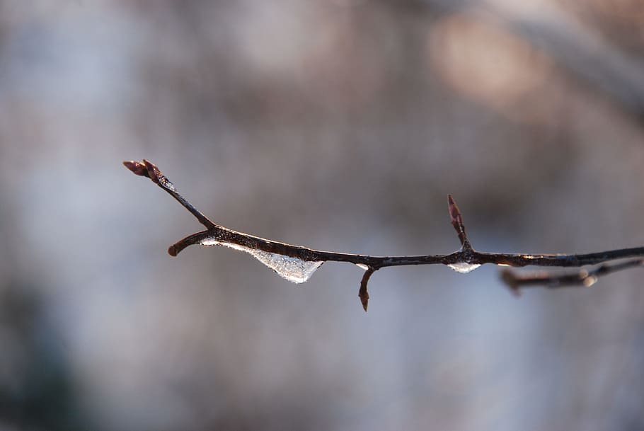 Nature, Winter, Ice, Freeze, Cold, branch, drop, water, day HD wallpaper