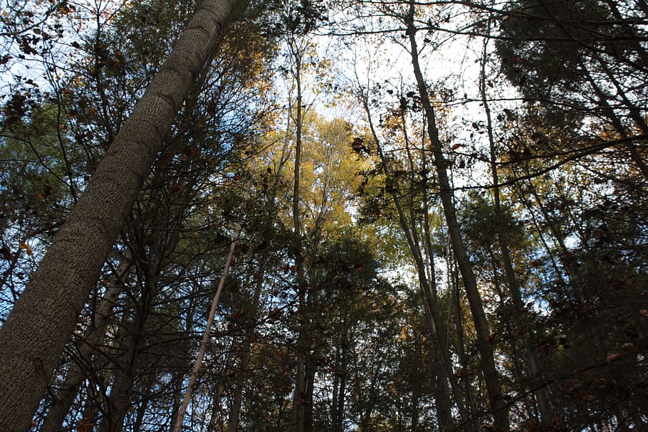autumn, foliage, trees, forest, plant, low angle view, tree trunk HD wallpaper