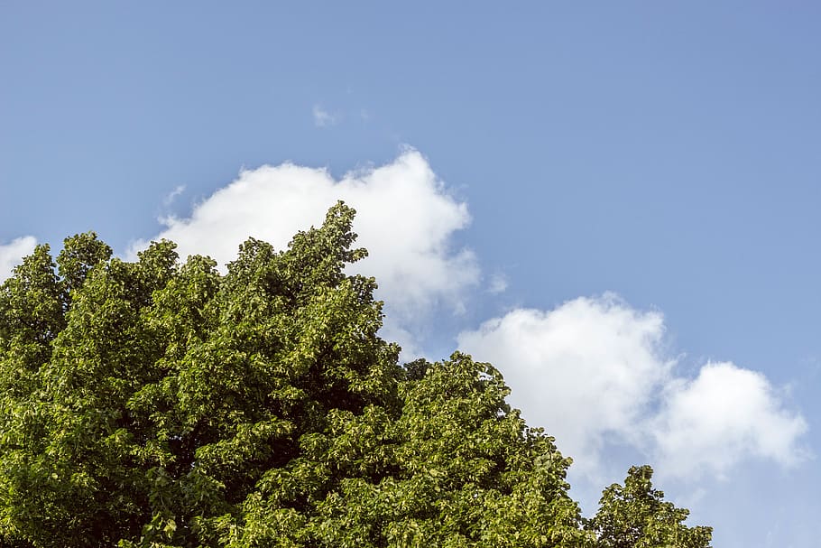 tree, plant, blue, sky, clouds, cloud - sky, low angle view HD wallpaper