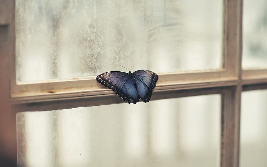 photo of butterfly perching on window, I’ll sit here waiting for you HD wallpaper