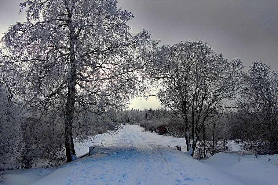 winter, snow, wintry, snowy, tree, backlighting, forest, landscape HD wallpaper