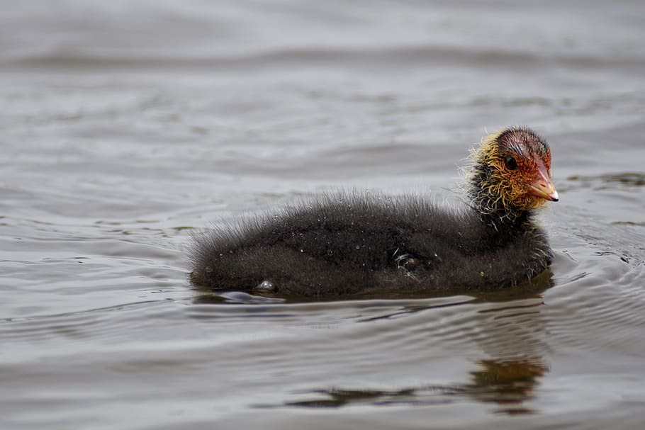 Coot, Chicks, Cute, Small, Bird, young, water bird, swim, floats HD wallpaper