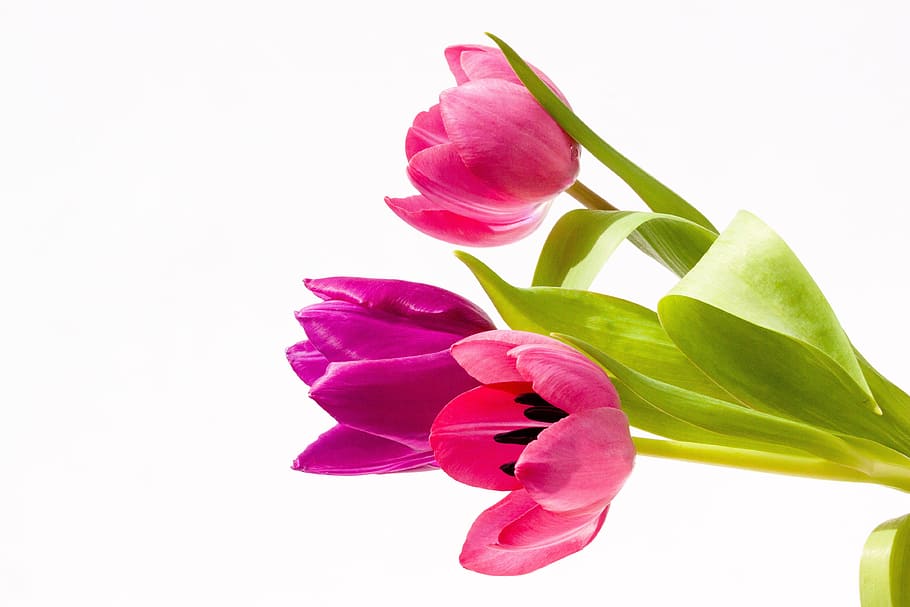 three pink petaled flowers with green leaf, screenshot, tulips, HD wallpaper