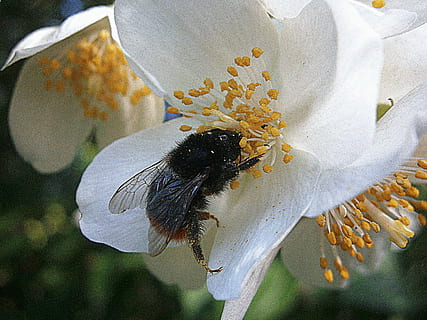 hummel, bumblebees, bombus, drones, people, bumblebee national HD wallpaper