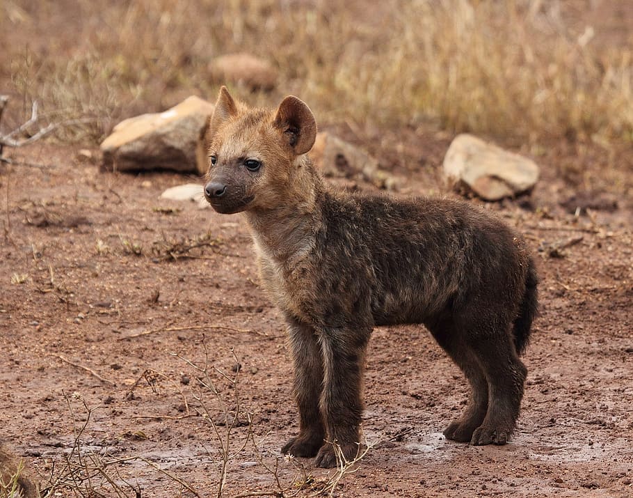 hyena cub, hyene puppy, wildlife, hyaena, hyaena pup, predator, HD wallpaper