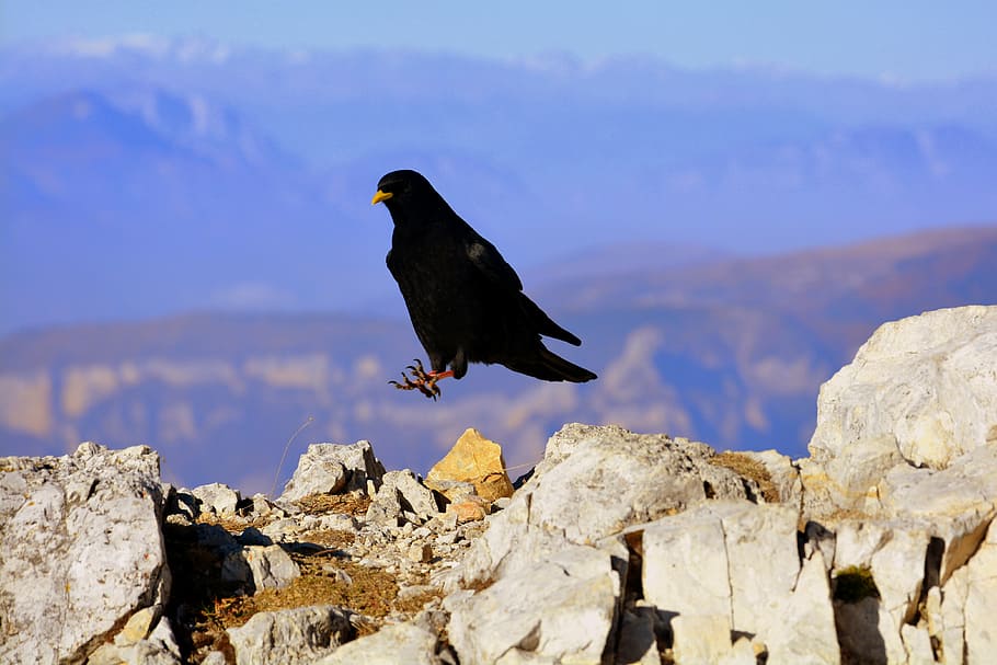 merlo, bird, mountain, rock, beak, nero, animal, one animal, HD wallpaper